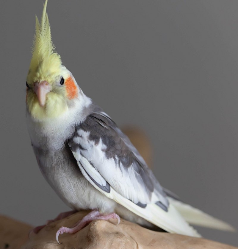 Какаду и корелла