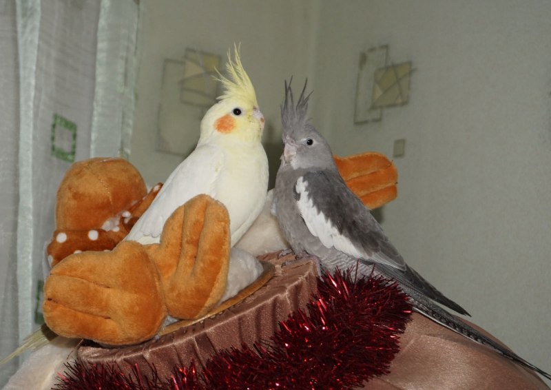 Корелла жемчужный лютино
