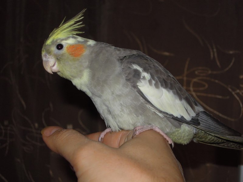 Кореллы девочки