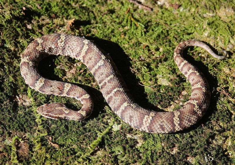 Gloydius blomhoffii