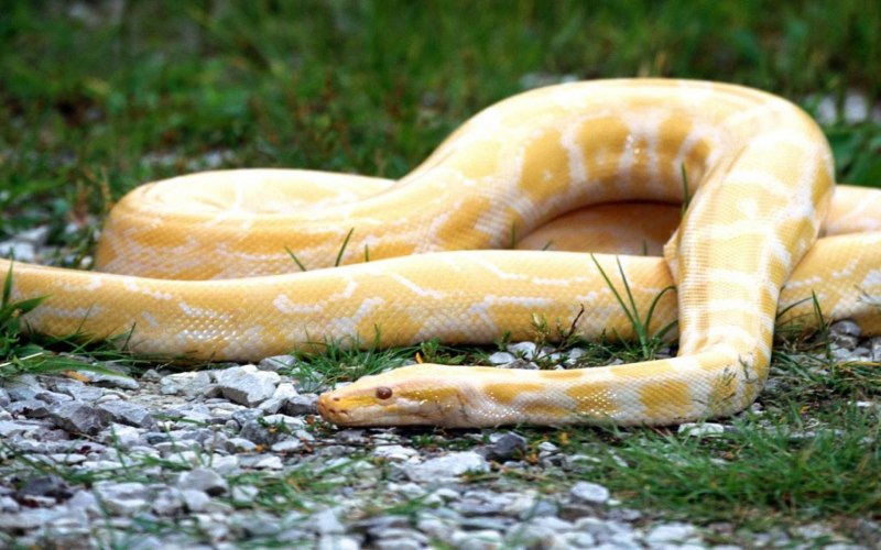 Королевский питон домашний