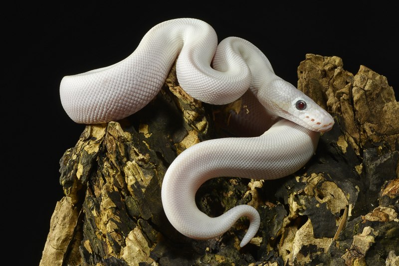 Королевский питон морфы lesser