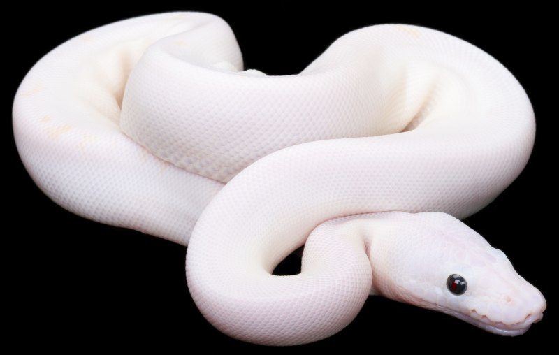 Королевская змея Калифорнийская Albino