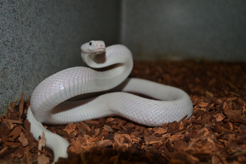 Королевский питон Ivory