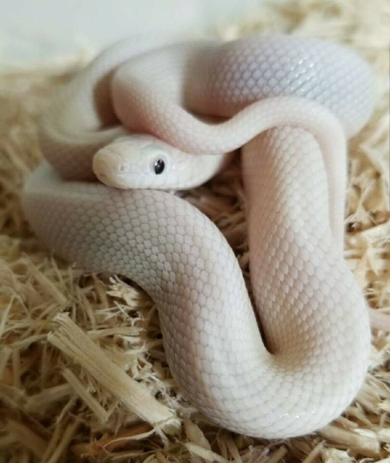 Королевский питон морфы Blue eyed leucistic