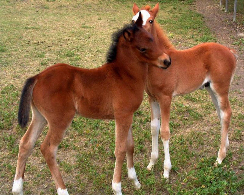 Colt жеребенок