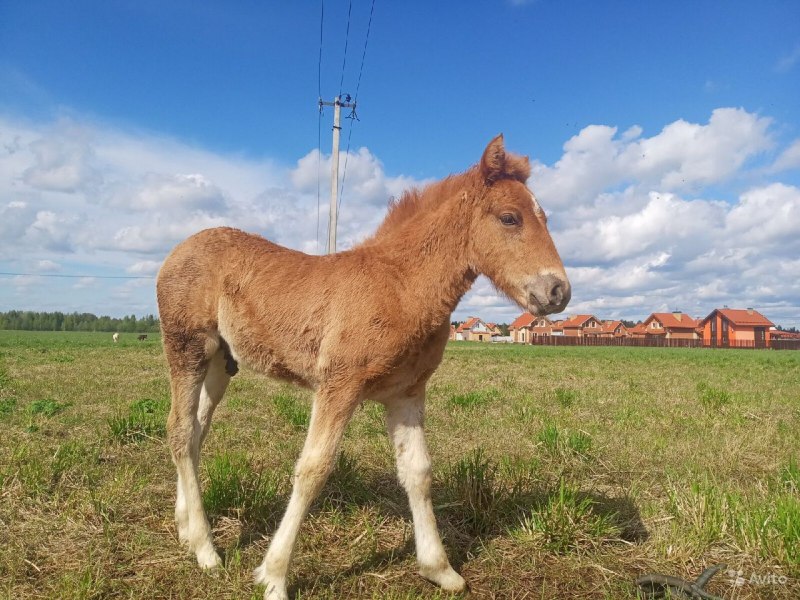 Хорс жеребенка Хорс