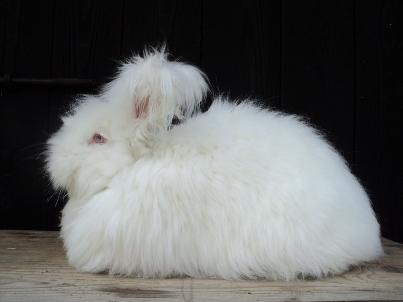 Кролик ангорский (Дамский)