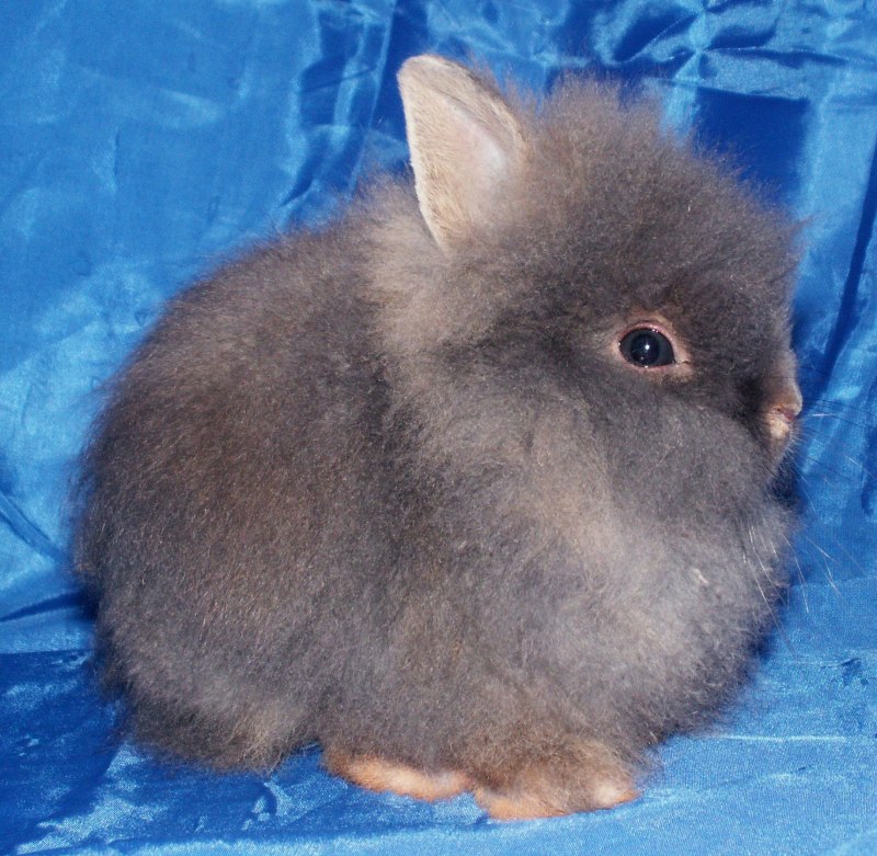 Ангорский карликовый кролик