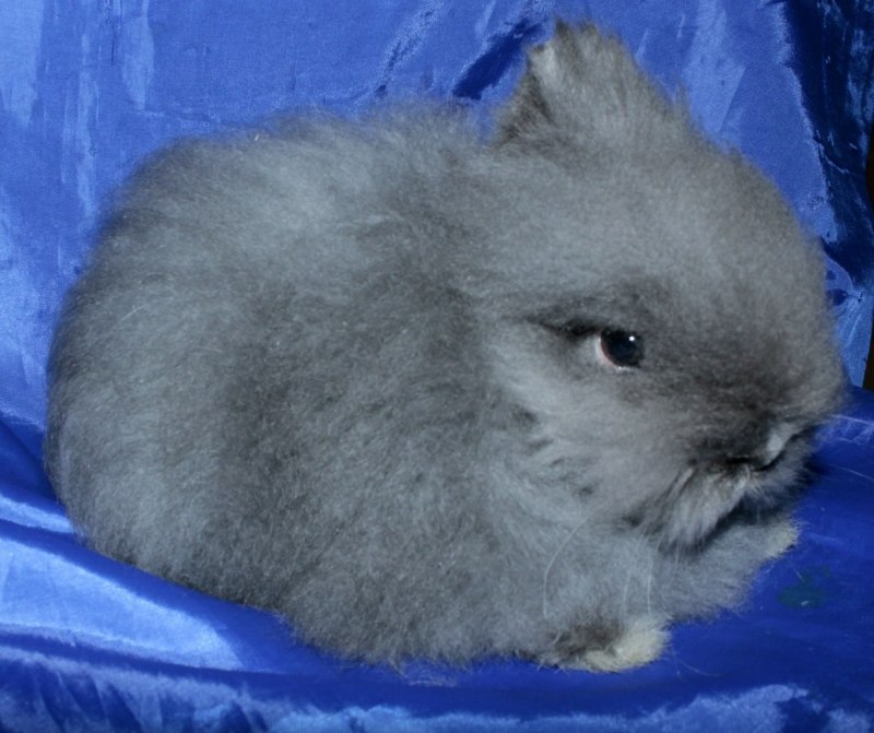 Карликовый ангоровый кролик