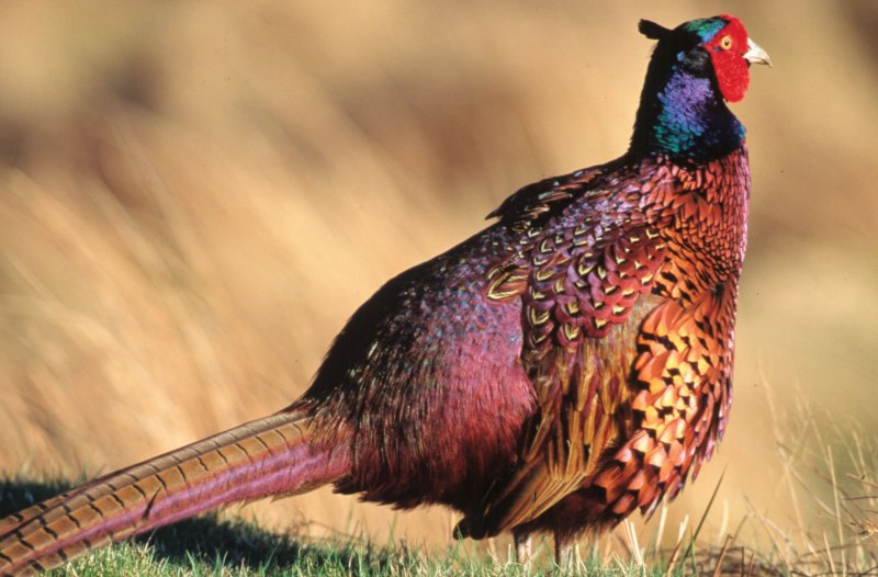 Фазаны (Pheasants)