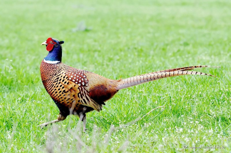 Предкавказский фазан (Phasianus colchicus septentrionalis)