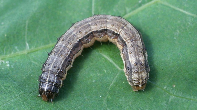 Гусеница Agrotis Ipsilon