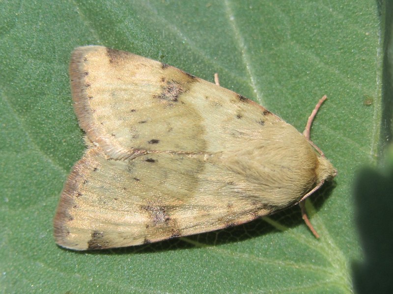 Восклицательная совка (Agrotis exclamationis l)
