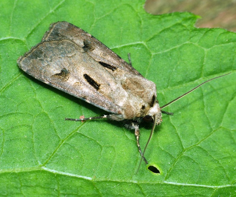 Acronicta rumicis Стрельчатка щавелевая