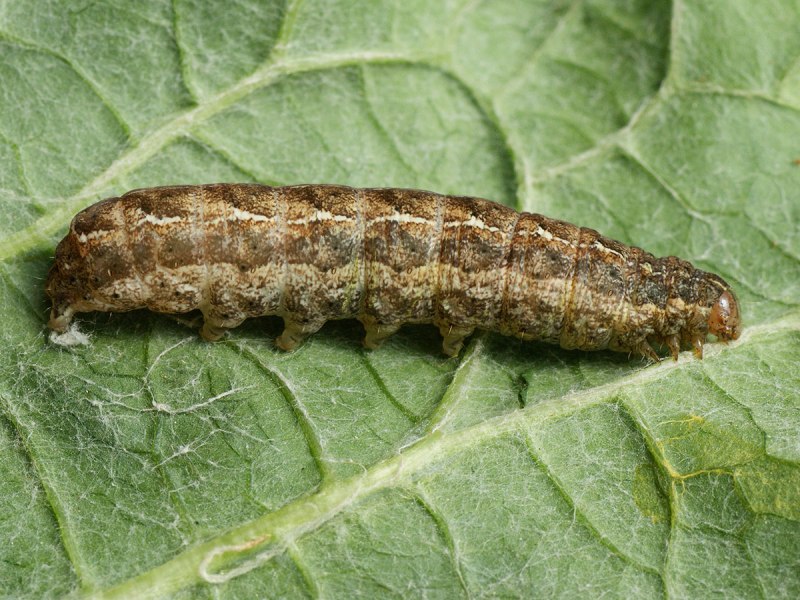 Agrotis Ipsilon (Hufnagel, 1766)