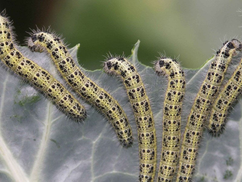 Капустная совка Mamestra brassicae