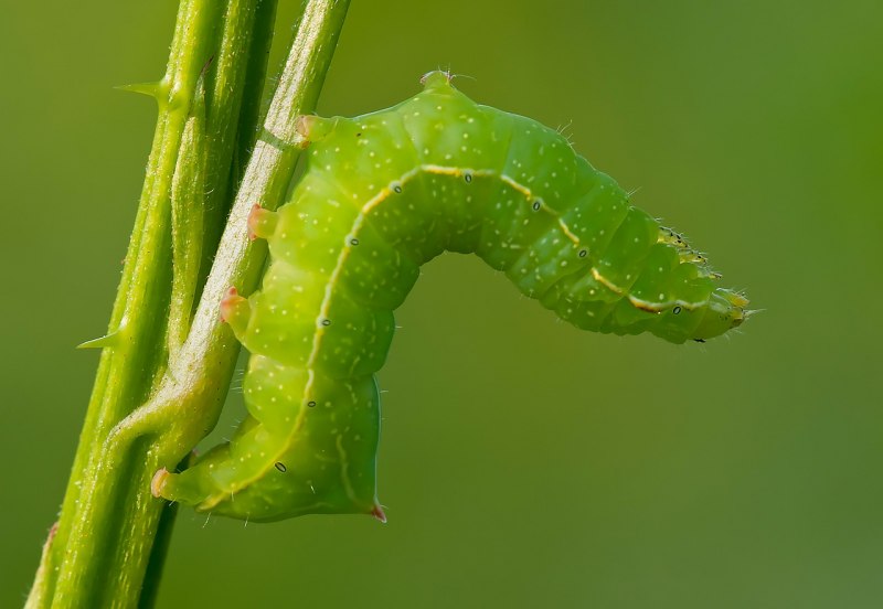 Капустная совка Mamestra brassicae