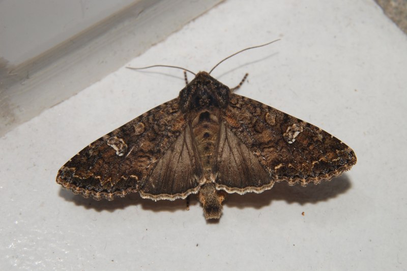Acronicta rumicis гусеница