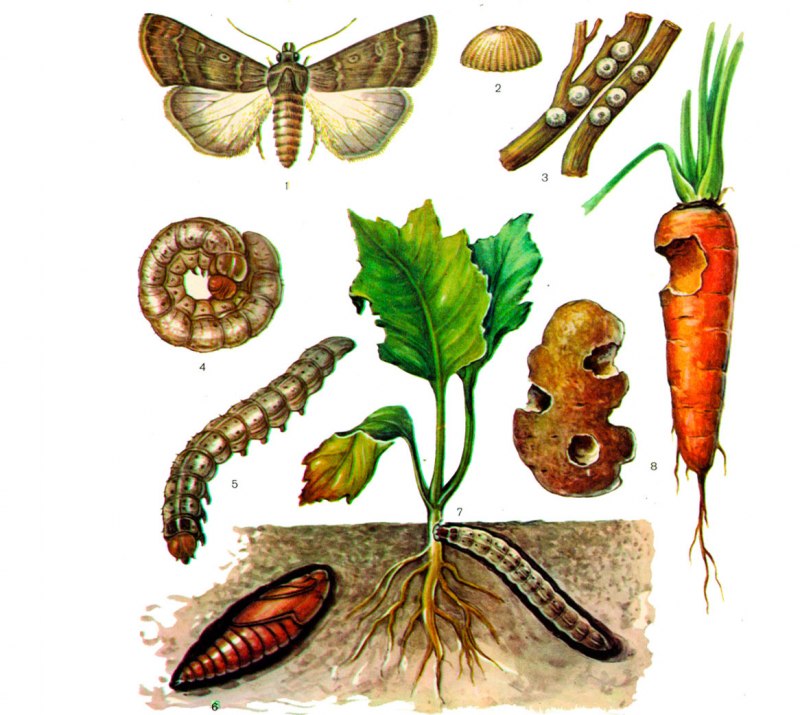 Восклицательная совка (Agrotis exclamationis l)