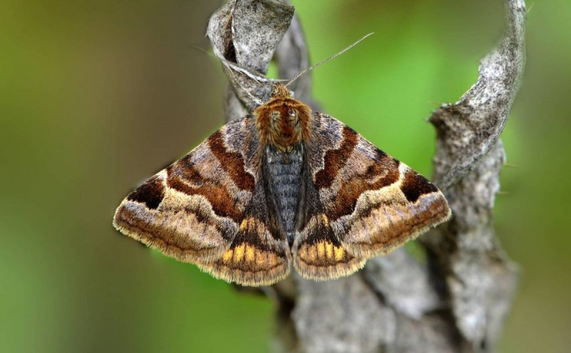 Гусеница Spodoptera