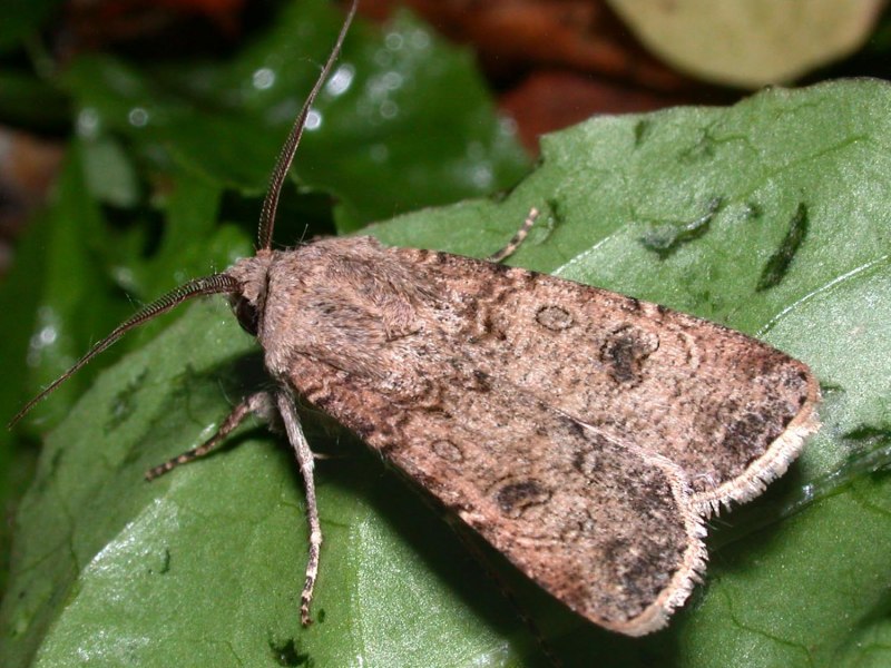 Amorpha juglandis гусеница