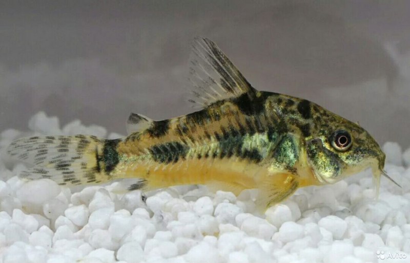 Коридорас элегантный Corydoras elegans