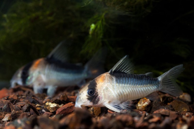 Сомики коридорас / Corydoras