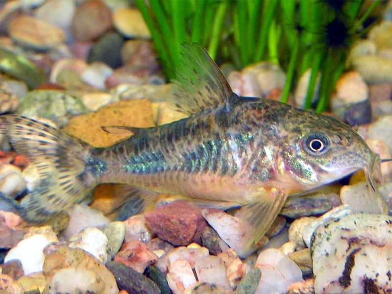 Коридорас Штерба Corydoras sterbai