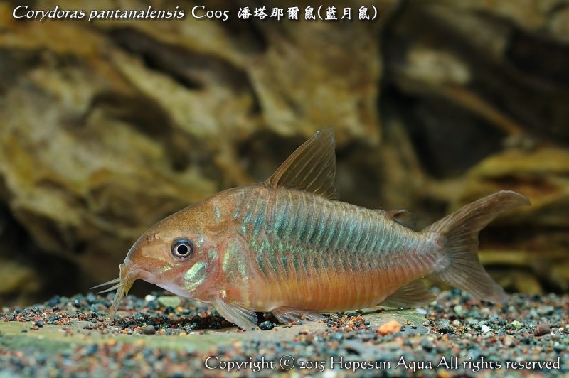 Коридорас Штерба Corydoras sterbai