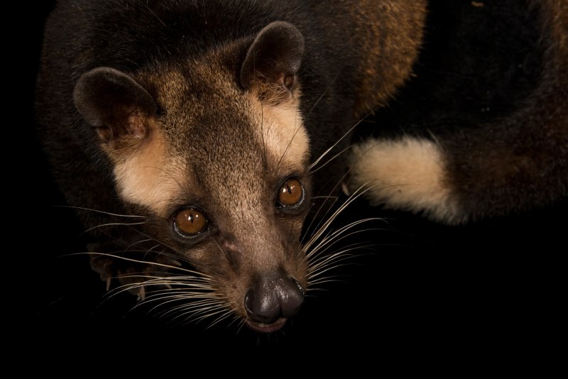 Common Palm civet