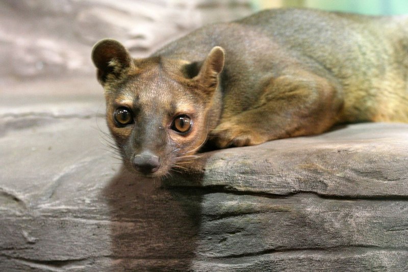 Фосса (Cryptoprocta Ferox)