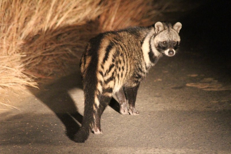 Cynogale bennettii