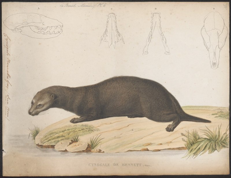 Cynogale bennettii
