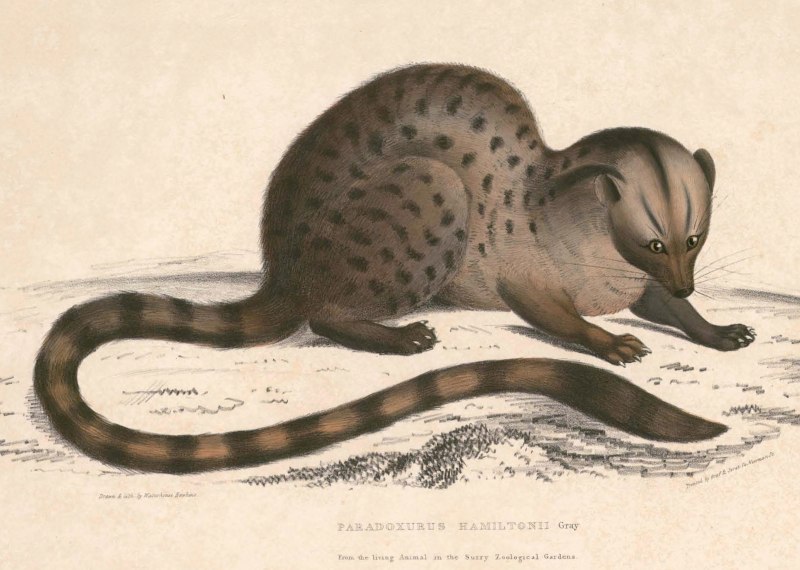 Chrotogale owstoni