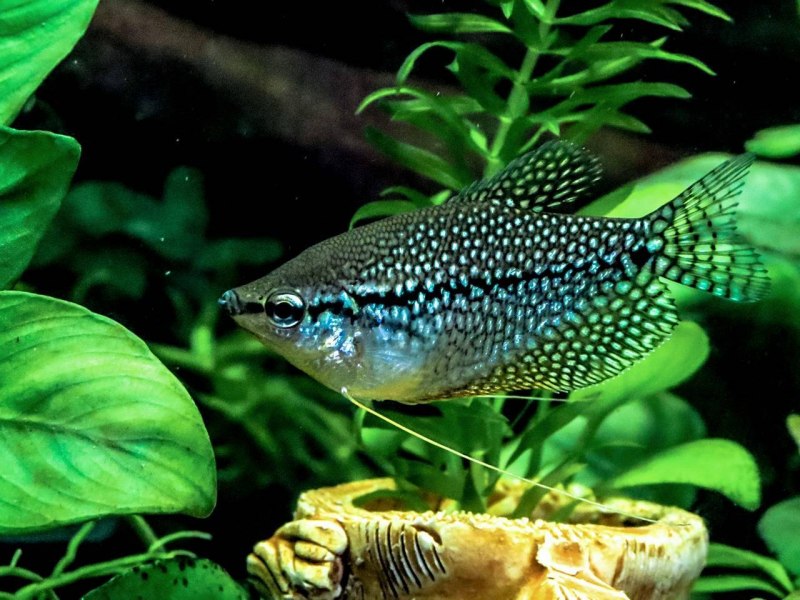 Parosphromenus anjunganensis