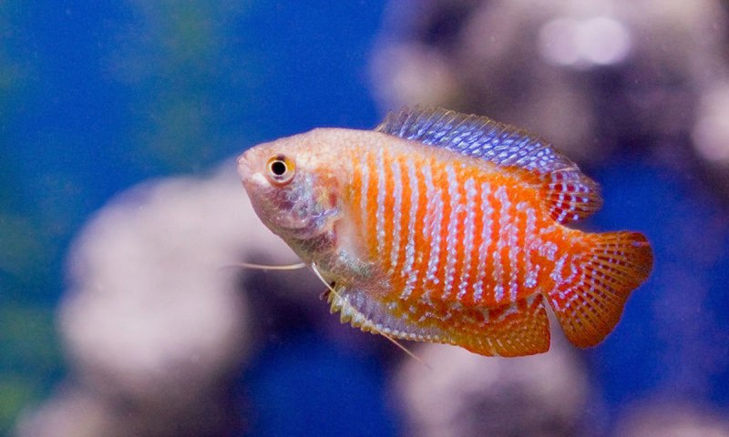 Гурами ворчащий Trichopsis vittata