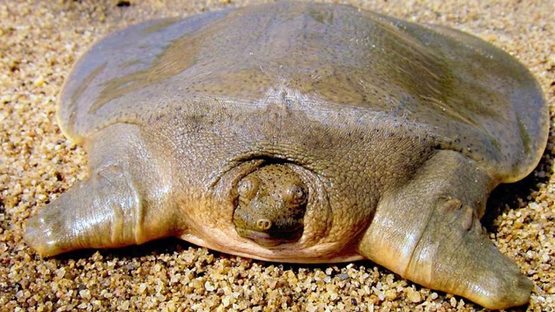 Лысая черепаха (66 фото)