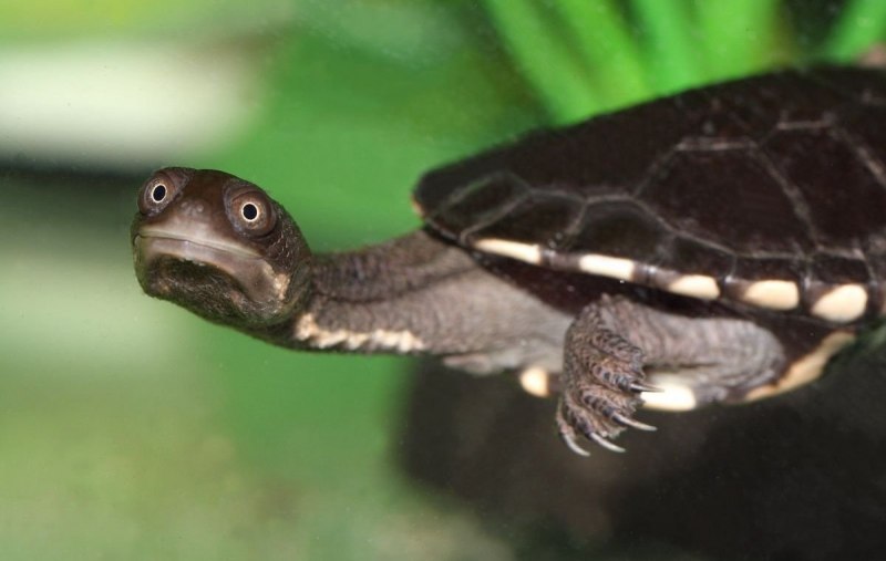 Galapagos giant Tortoise