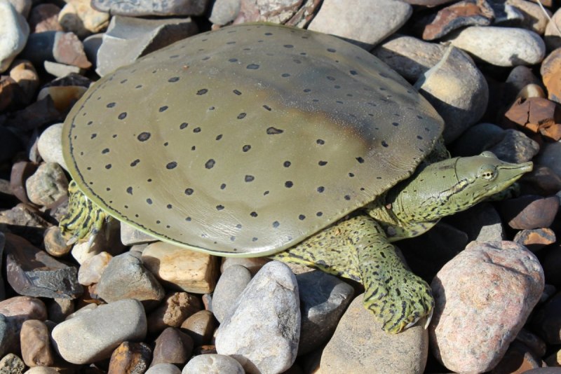 Дальневосточная черепаха Trionyx sinensis