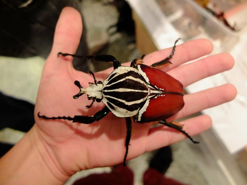 Жук-Голиаф Goliathus goliatus