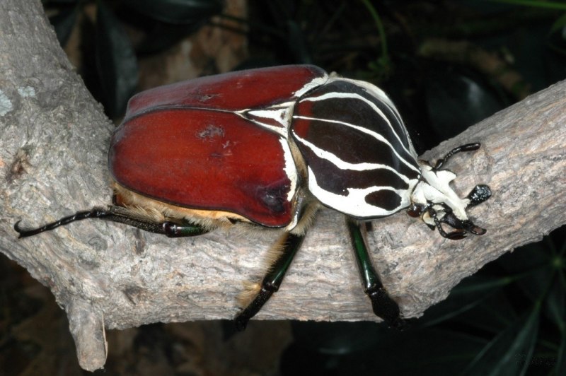 Королевский Жук-Голиаф Goliathus Regius