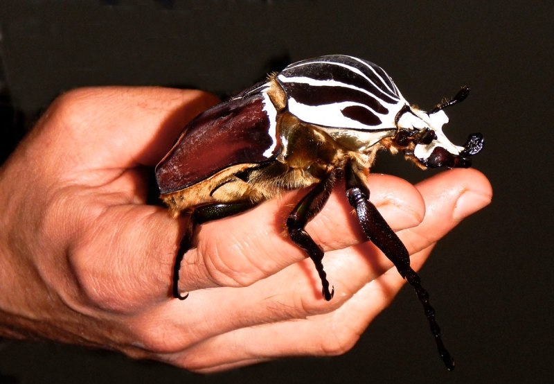 Жук-Голиаф (Goliathus Regius)