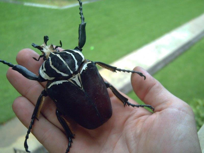 Королевский Жук-Голиаф Goliathus Regius