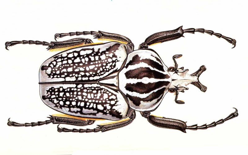 Goliathus goliatus