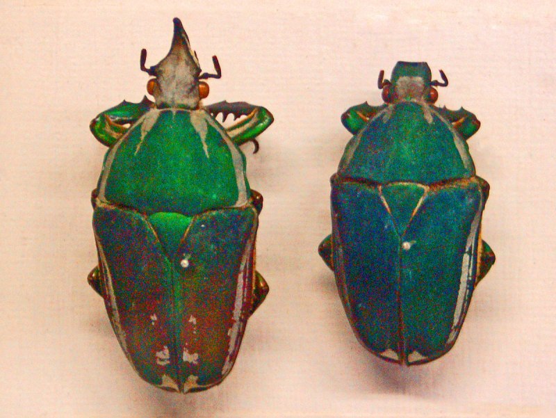 Жук Megasoma Elephas