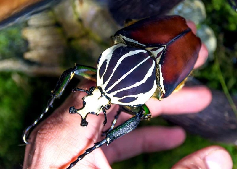 Mecynorrhina torquata