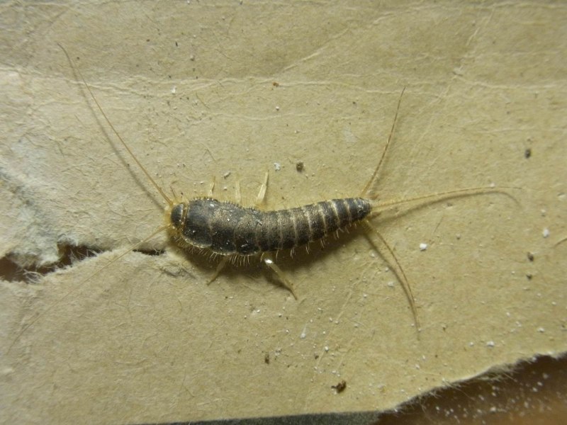 Сахарная чешуйница (lepisma saccharina)
