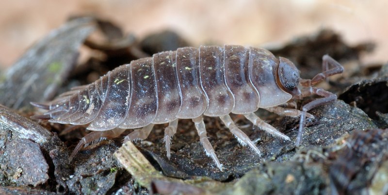 Lepisma saccharina