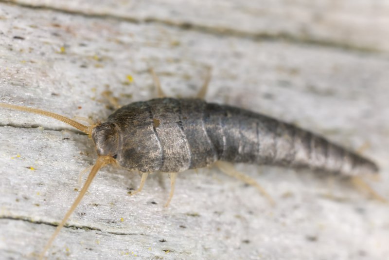 Porcellio expansus мокрица